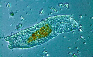 Ce sunt tardigradele, vietățile care vor trăi chiar și după ce omenirea va dispărea?
