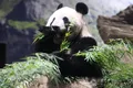 Locuitorii din Tokyo și-au luat rămas bun de la cei mai adorați urși panda