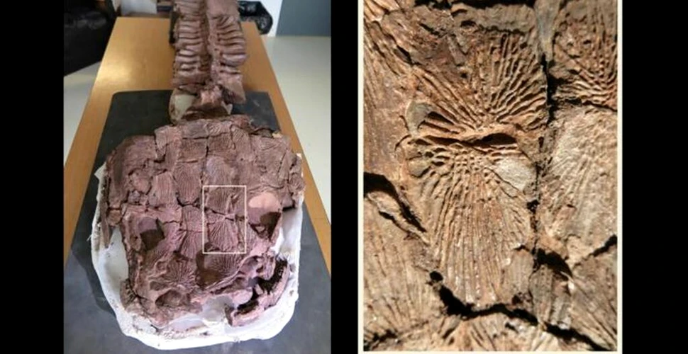 Fosilele unui vânător gigant au fost descoperite în Namibia