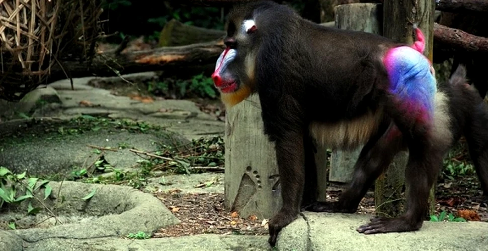Maimuţele mandrili au instrumente de pedichiură (VIDEO)