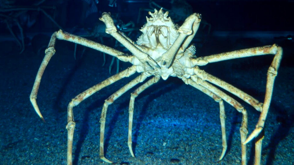 De ce există atât de mulți giganți în adâncurile oceanelor? Explicația te va surprinde