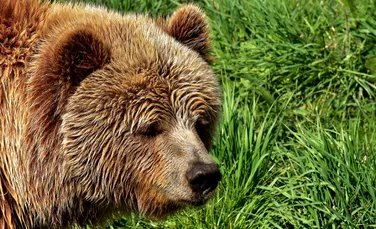 O pierdere uriaşă în lumea animalelor. Un urs brun dintr-o subspecie rară a murit în urma unei încercări eşuate de capturare