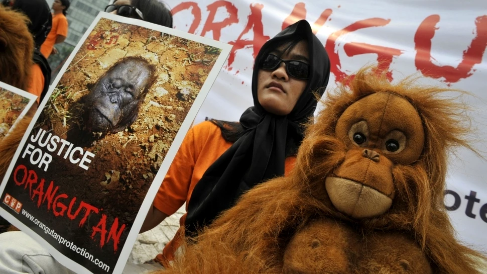 Masacru în Indonezia: 750 de urangutani au fost ucişi!