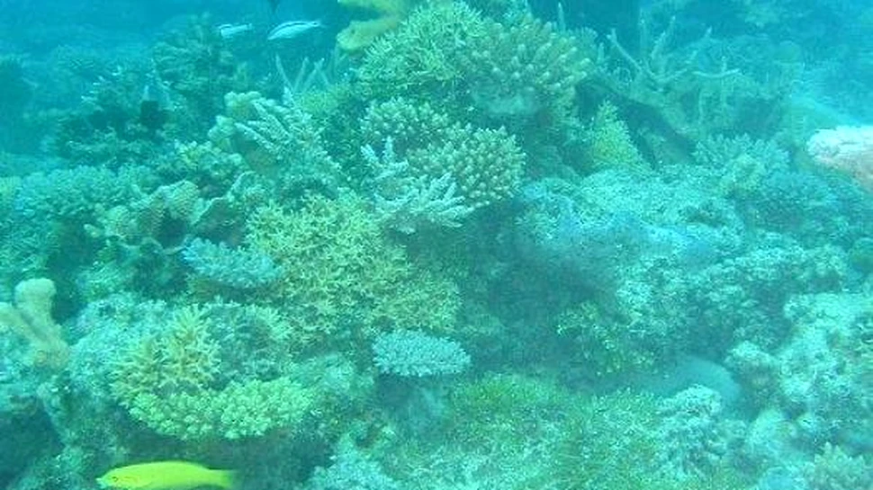 Se refac Bikini dupa marea explozie atomica?