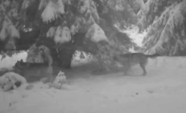 Cum îşi marchează lupii teritoriul. VIDEO filmat în Munţii Apuseni