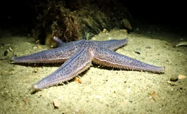 Stelele de mare controlează sute de picioare, deși nu au creier. Cum reușesc?