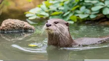 Cea mai mică specie de vidră din lume a fost redescoperită în Nepal după 185 de ani