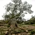 Un copac vechi de 300 de ani, care a apărut în filmul „Robin Hood: Prințul hoților”, a fost tăiat