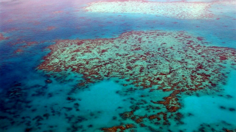 Peste 90% din suprafața studiată în acest an în Marea Barieră de Corali a albit
