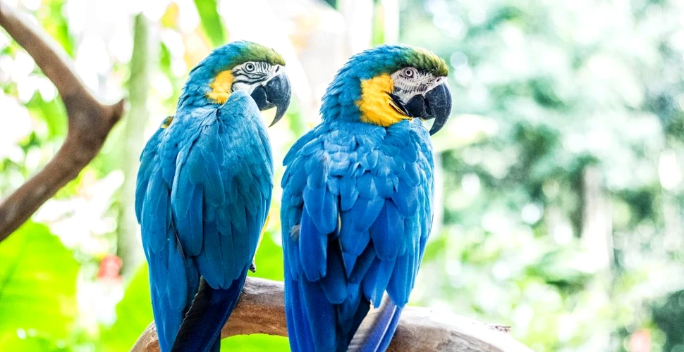 De ce este albastru una dintre culorile cele mai „vii” întâlnite în natură