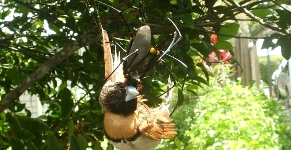 Un paianjen urias devoreaza o pasare in fata aparatului foto