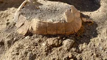 Broască țestoasă gestantă, veche de 2.000 de ani, descoperită la Pompeii. Rămășițele îi surprind pe arheologi