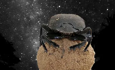 Cei mai mici astronomi din lume: gândacii de bălegar folosesc Calea Lactee pentru a se orienta