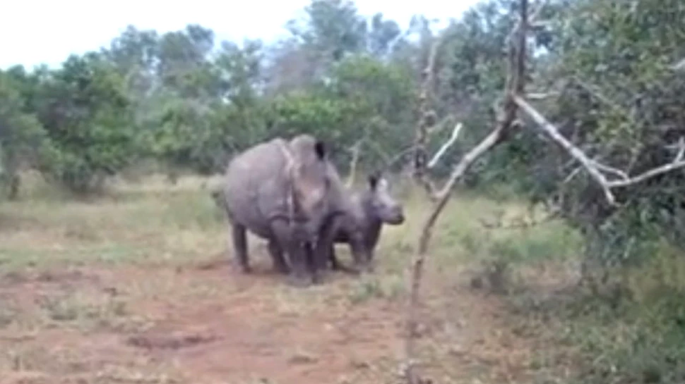Cel mai bătrân rinocer din lume a murit