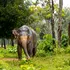 Un elefant sălbatic, vizitator neașteptat într-un magazin din Thailanda