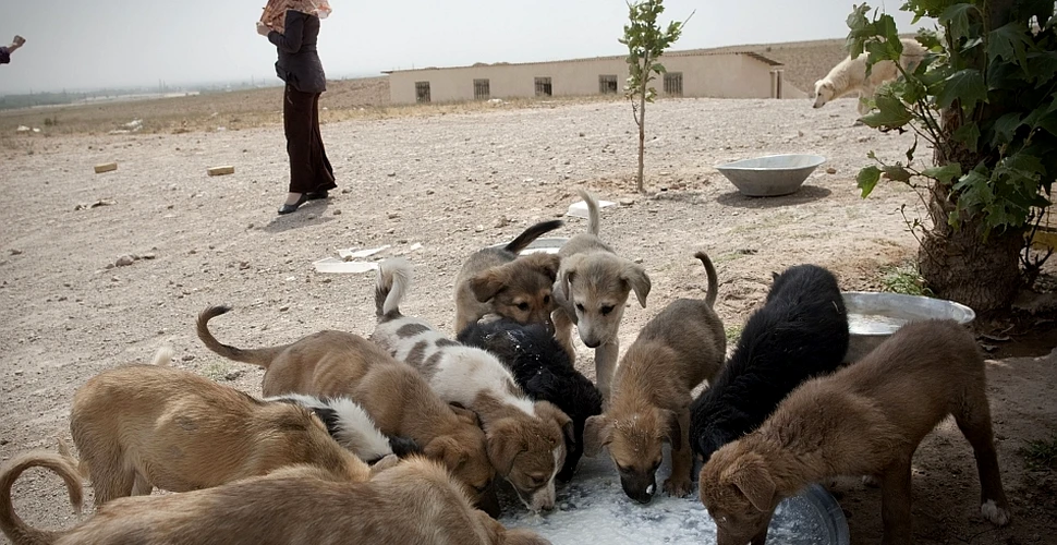 Cum arată viaţa în ţara în care persoanele care iubesc câinii sunt nevoite să se ascundă? (FOTO)
