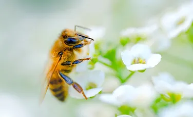 Câte specii de albine există pe Pământ? Iată cea mai recentă numărătoare!