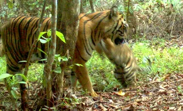 Imagini rare cu tigrul de Sumatra au fost surprinse în Indonezia! (VIDEO)