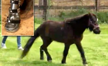 Un ponei aleargă cu ajutorul unei proteze (VIDEO)