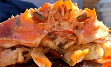 O specie hibridă și-a făcut apariția în Marea Bering. Ce se știe până acum?
