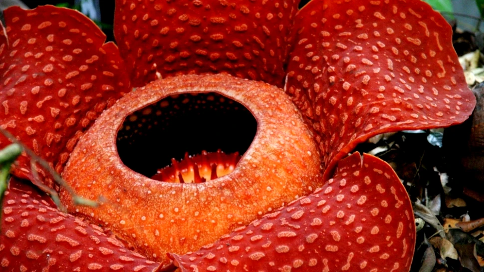 Bizara „floare-cadavru” fură material genetic de la planta pe care o parazitează