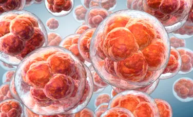 Cercetătorii au putut observa, celulă cu celulă, dezvoltarea embrionului într-o etapă crucială
