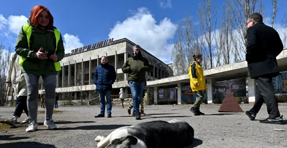 Câinii de la Cernobîl au șocat oamenii de știință! Ce arată analizele genetice?