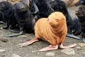 Un pui „roșcovan” de focă, extrem de rar, a fost descoperit de oamenii de știință. Colonia sa l-ar putea abandona