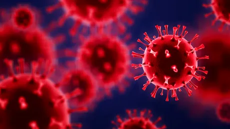 A fost descoperit un nou coronavirus la liliecii din Brazilia