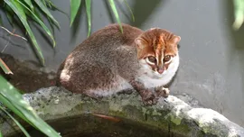 Pisica cu cap turtit, regăsită după circa 30 de ani de „tăcere”