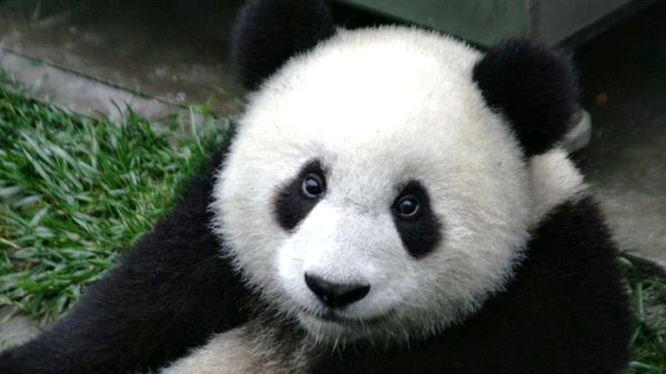 Ursii panda vor participa la „cursuri de supravietuire”