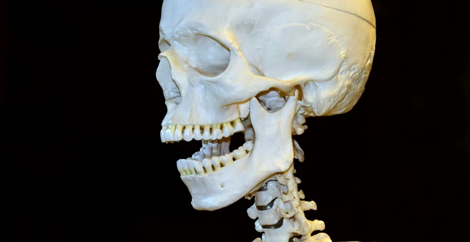Creierul uman nu s-a micșorat cu 3.000 de ani în urmă, spun cercetătorii