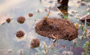 Spectacolul naturii în Australia! Cum traversează furnicile de foc zonele inundate?