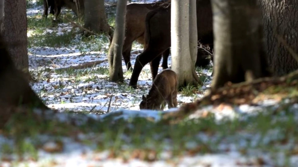 Primul pui de zimbru născut în libertate, în Munții Făgăraș, păzit „cu mare iscusință” de turma sa