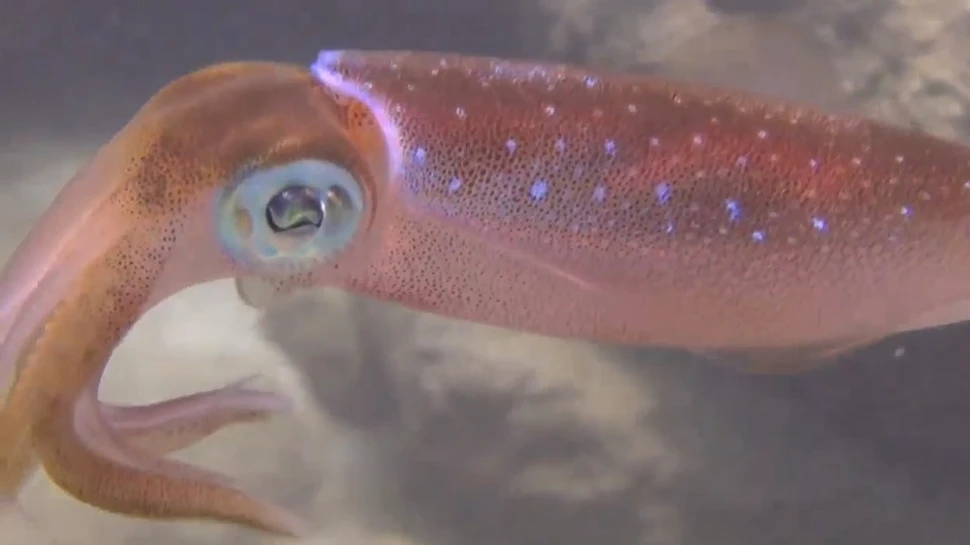 Lumea secretă a calamarilor a fost scoasă la iveală. Modul lor de comunicare este unic în natură