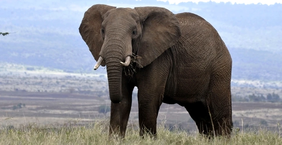 Numărul elefanţilor din Africa s-a înjumătăţit în ultimii 40 de ani