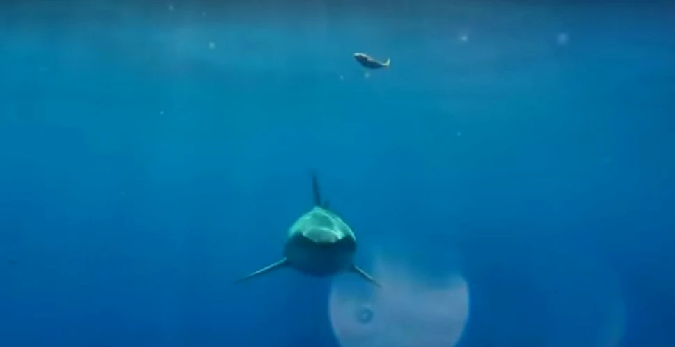 Un video arată cum un grup de orci urmăresc vestiţii rechini albi, iar unul dintre cei din urmă pare să se teamă