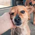Cum afectează abandonul repetat comportamentul animalelor