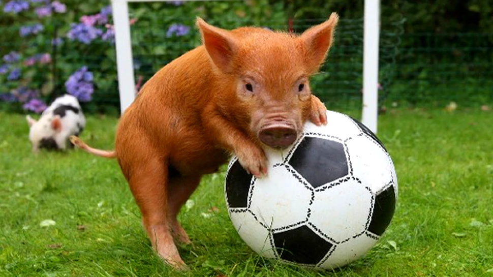 Fotbalistii sunt porci!