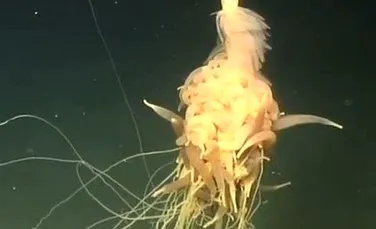 Un ”extraterestru” marin, descoperit în adâncul oceanului