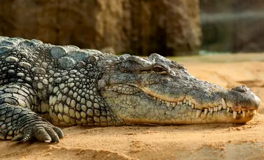Cei mai mari crocodili care au trăit puteau să mănânce chiar și dinozauri
