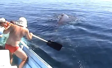 Ce s-a întâmplat după ce o familie a salvat de la moarte o balenă cu cocoaşă. Imagini emoţionante (VIDEO)