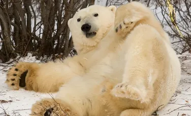 Explorează capitala urşilor polari cu ajutorul Google şi descoperă aceste animale în habitatul lor natural (VIDEO)