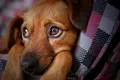 Medic veterinar condamnat la închisoare pentru abuz sexual asupra câinilor