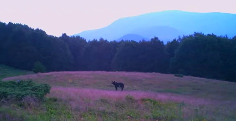 Întâlnire pașnică între un mistreț și un urs într-o pădure din Caraș-Severin