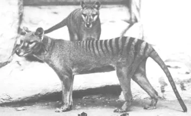 Tigrul tasmanian poate fi readus la viata