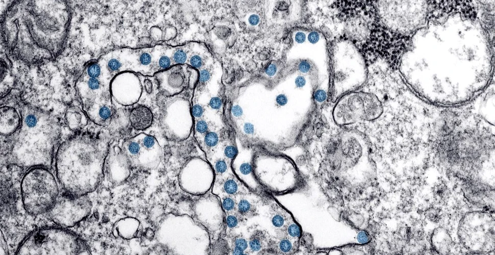 Sistemul imunitar își „aduce aminte” de COVID-19 timp de cel puțin șase luni