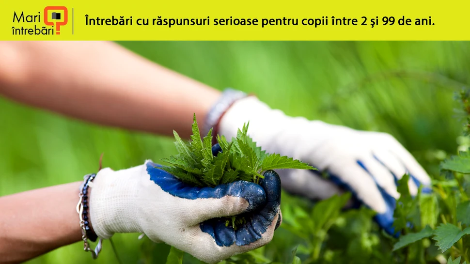 De ce ne ustură când ne urzicăm?