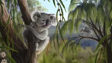 O specie necunoscută de koala, descoperită în Australia: animalul dispărut avea un craniu diferit de cel al exemplarelor moderne