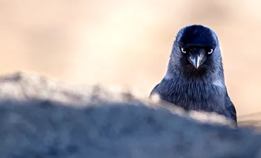 Privirea care alungă duşmanii: o pasăre „îşi apără cuibul cu ochii”, au descoperit cercetătorii